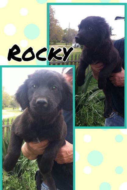 Rocky