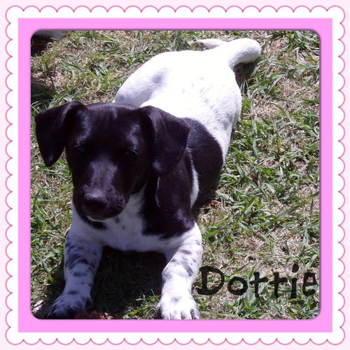 Dottie