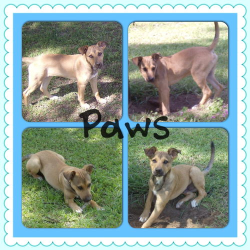 Paws