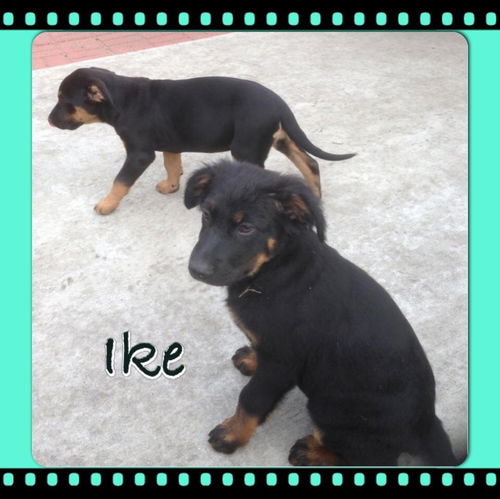 Ike