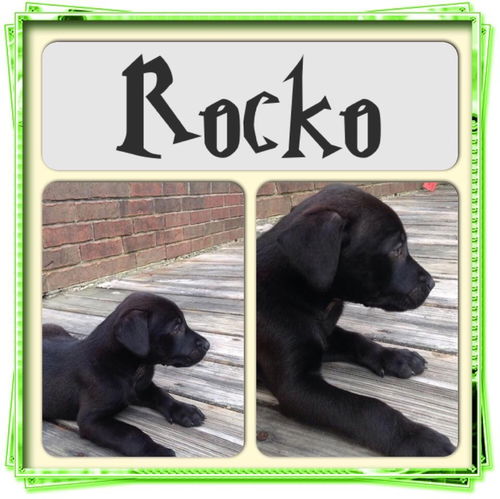 Rocko
