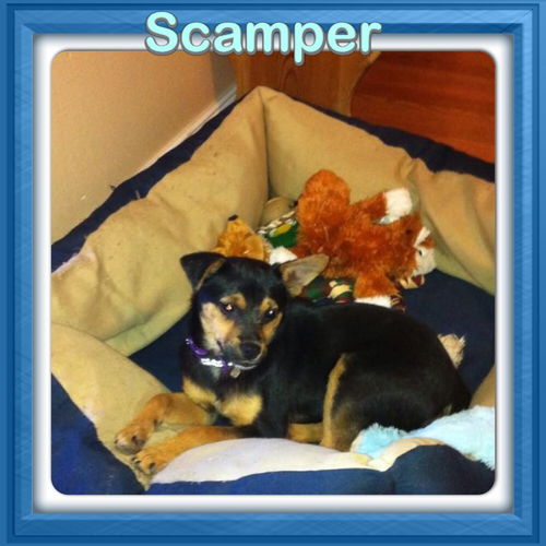 Scamper