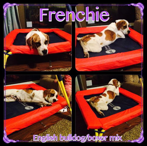 Frenchie