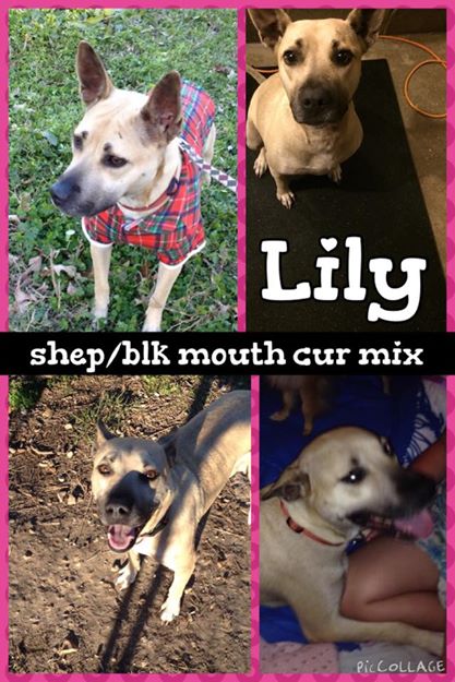 LIly
