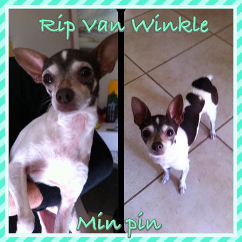 Rip Van Winkle