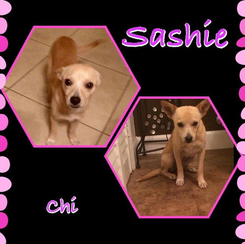 Sashie