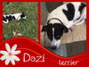 Dazi