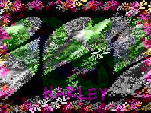 Harley