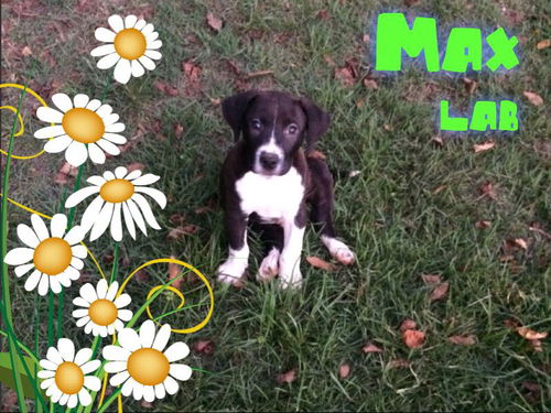 Max