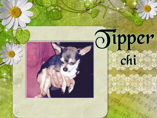 Tipper