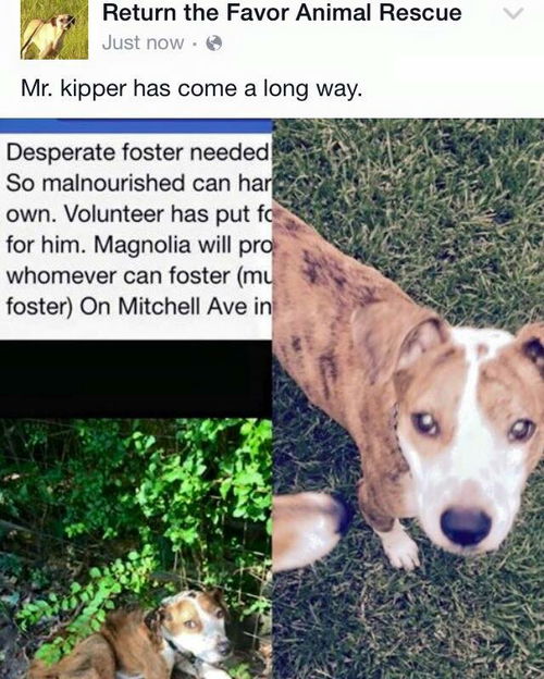 Kipper