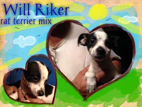 Will Riker
