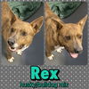 Rex