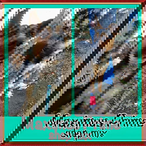 Maximus Prime