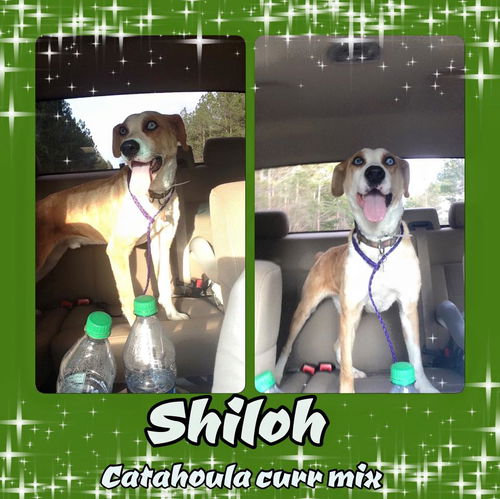 Shiloh