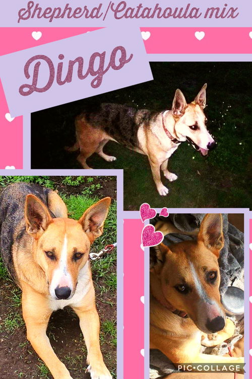 Dingo