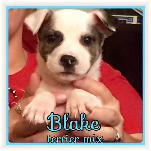 Blake