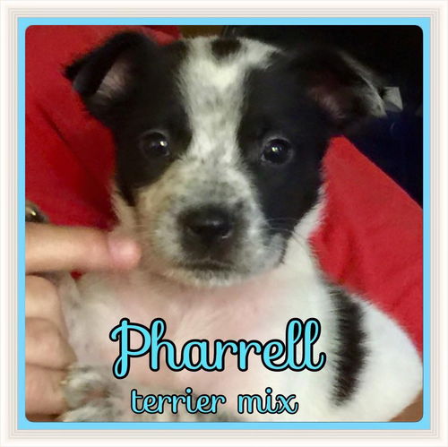 Pharrell