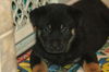 Romeo