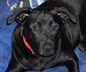 Otis