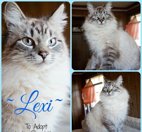 Lexi