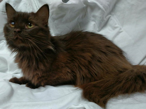 Mocha