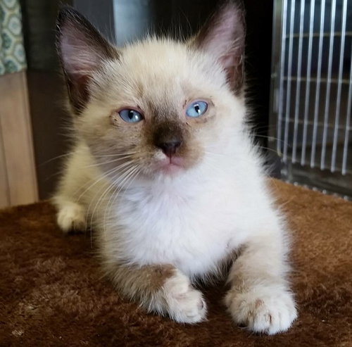 Milo