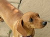 Thelma