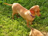 Thelma