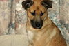 Izzy