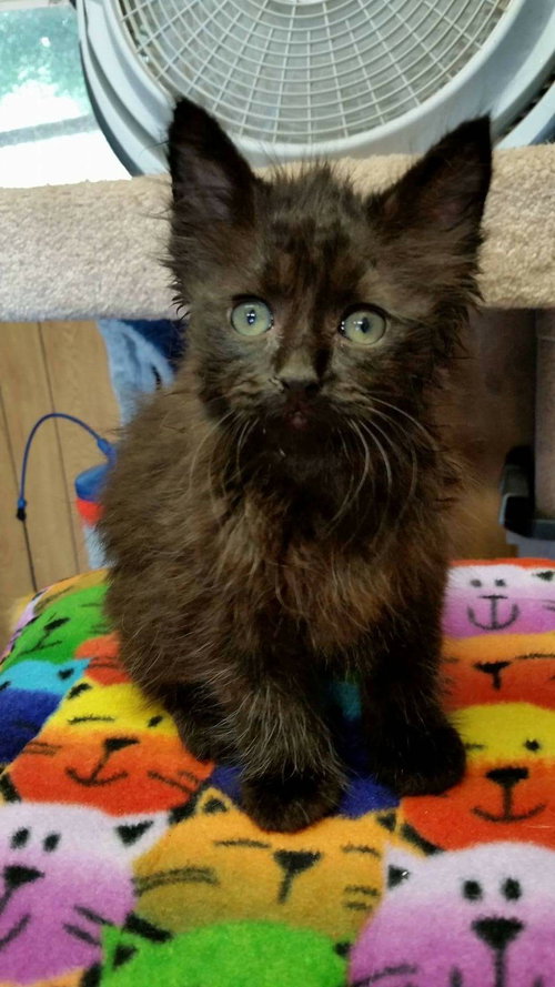 Coco