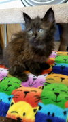 Coco
