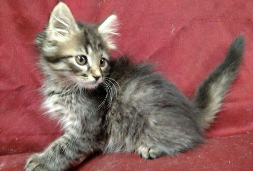 Chester