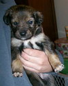 Trixie's pups