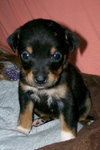 Trixie's pups