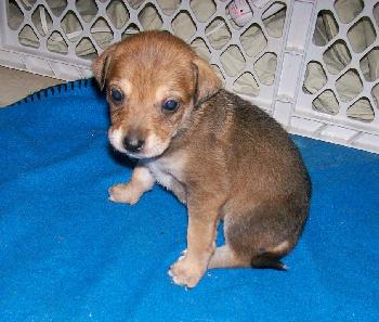 Trixie's pups