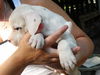 Piglet