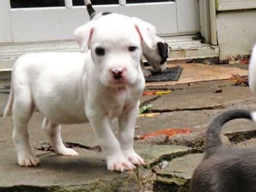 Piglet