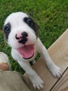 Buster