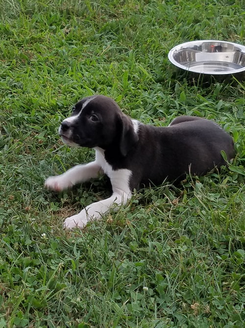 Bonnie