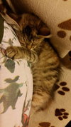 Traci