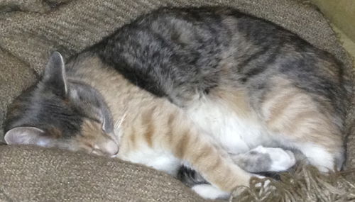 Juno