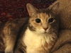 Juno