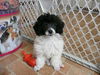 Barney 