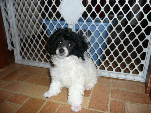 Barney 