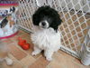 Barney 