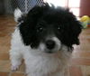 Barney 