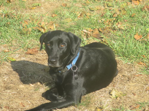 Maggie