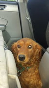 Ginger