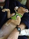 Frankie (female)